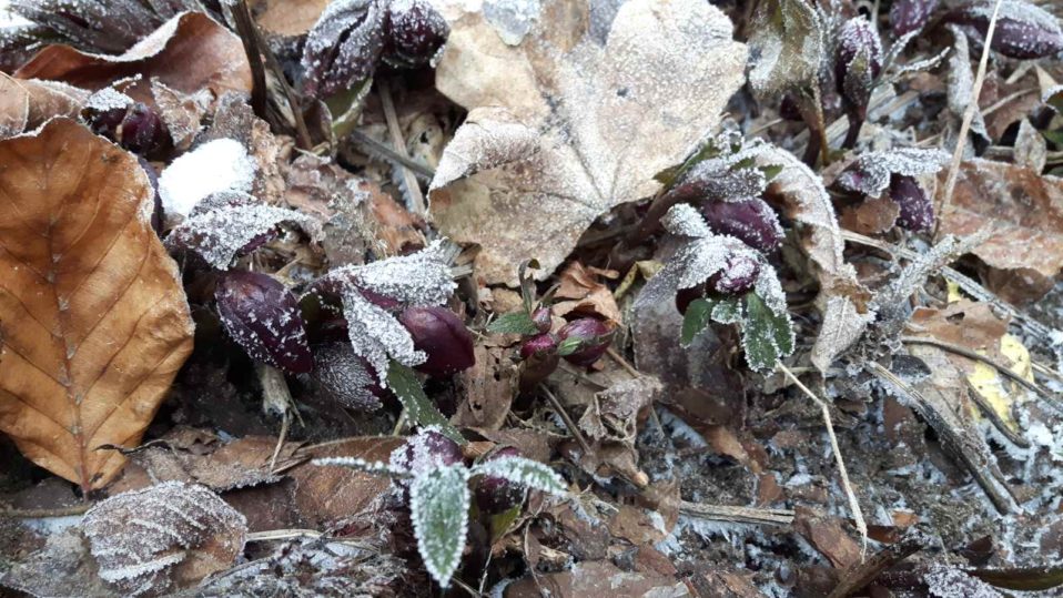 Helleborus x orientalis 'Red Lady' (Christrose)