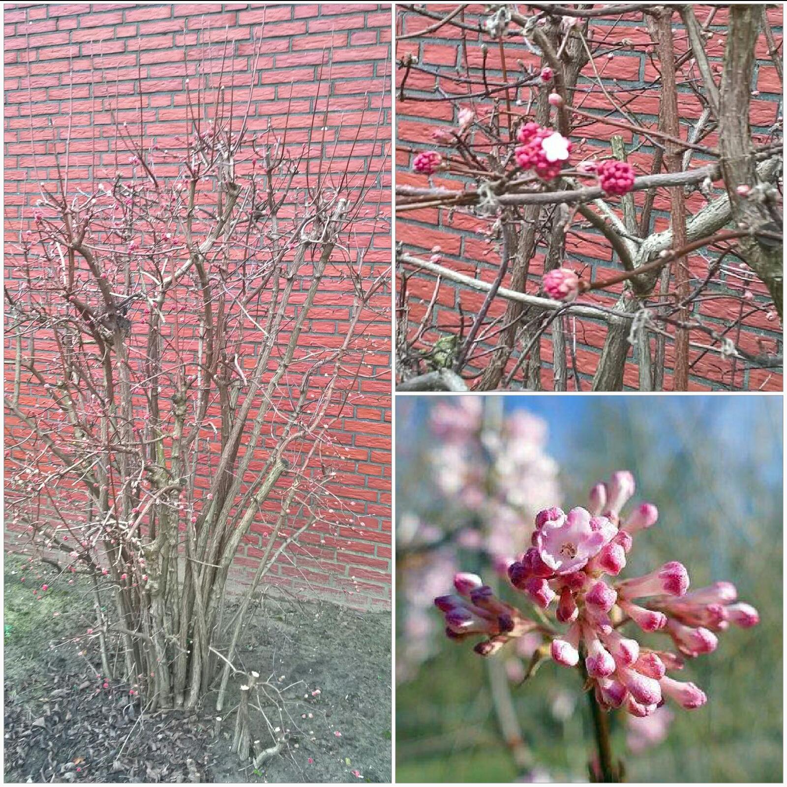 Viburnum bodnantense 'Dawn' (Duftender Winterschneeball) FirstKlaas
