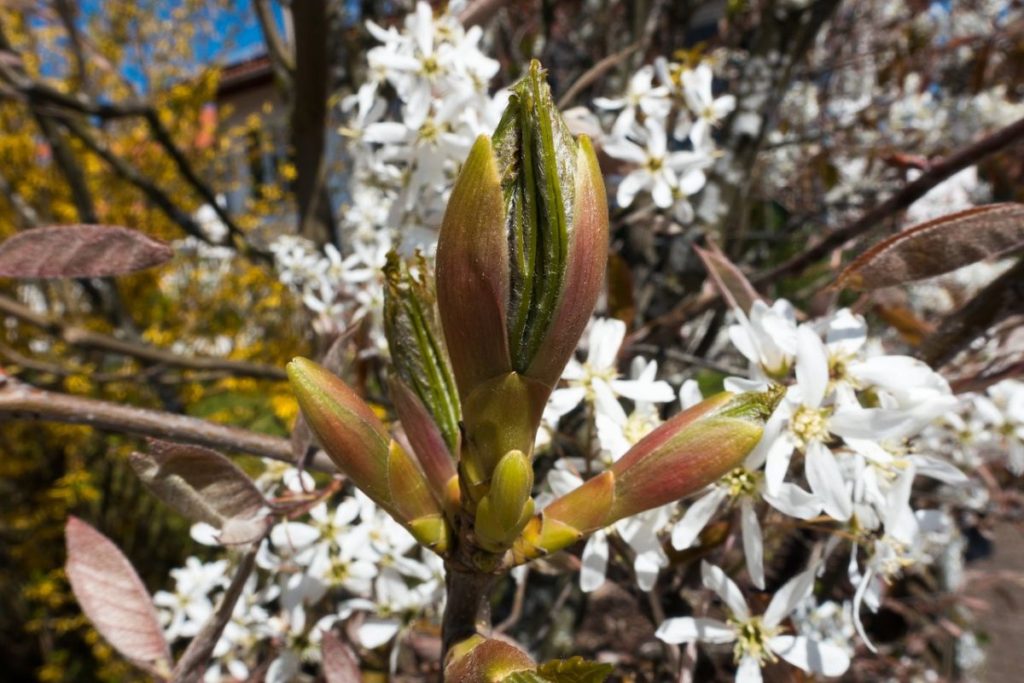 KupferFelsenbirne First Klaas Gartenbau beschreibt