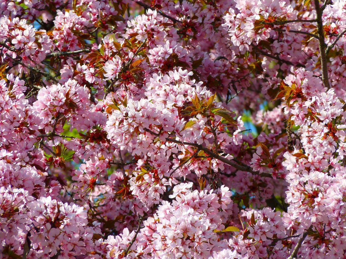 Gartentipps für den April First Klaas aus Lüdinghausen gibt Ihnen