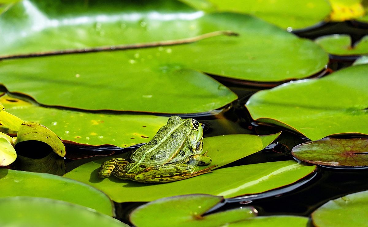 Frosch im Teich FirstKlaas