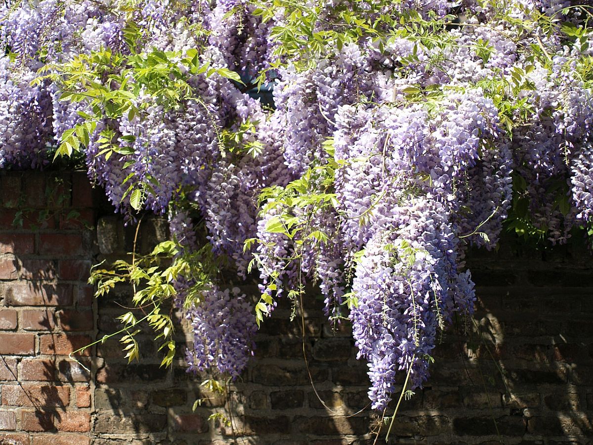 Wisteria sinensis (Chinesischer Blauregen) - Die Pflanze der Woche von ...