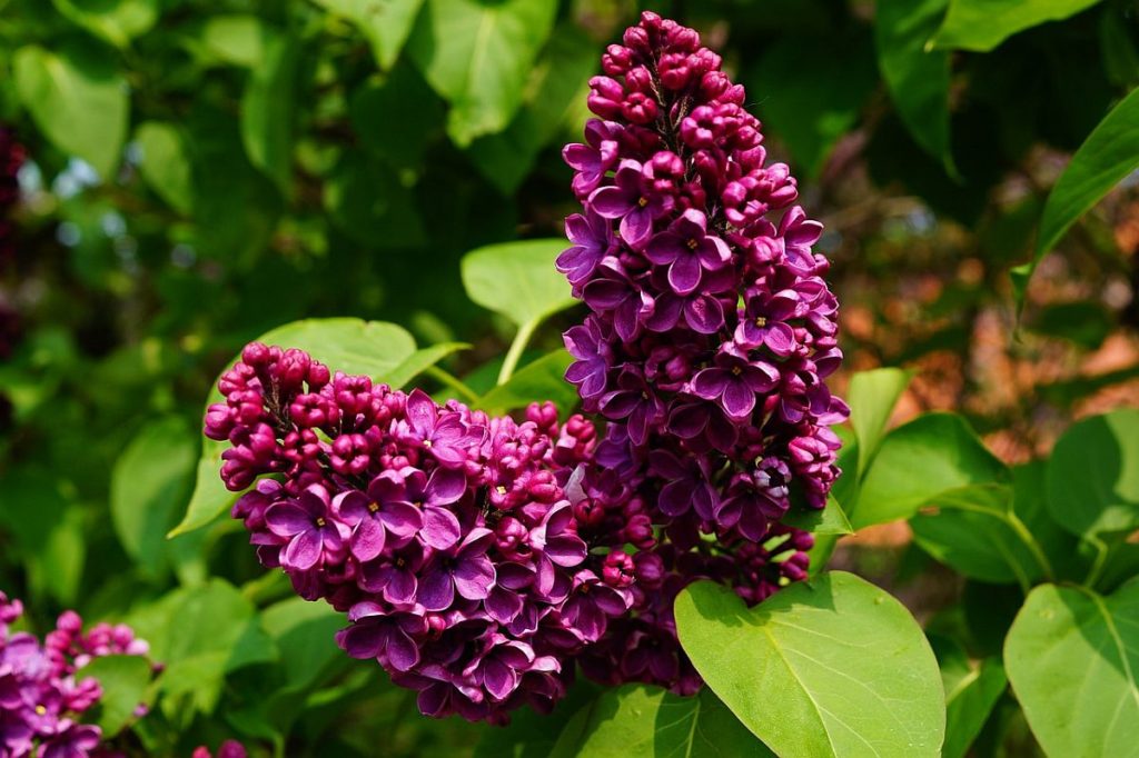 Syringa vulgaris (EdelFlieder) Die Pflanze der Woche von First Klaas