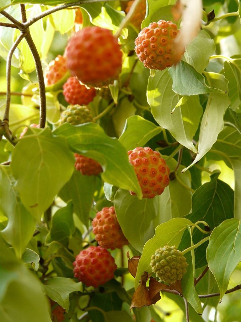 Cornus kousa (Japanischer BlumenHartriegel) First Klaas stellt Ihnen diesen attraktiven