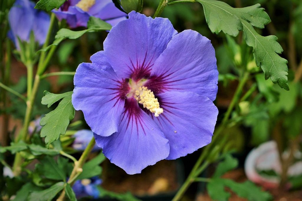 Hibiscus syriacus (Echter RosenEibisch) Die Pflanze der Woche von