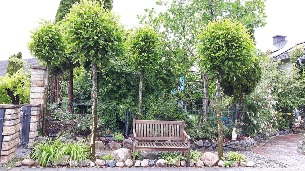 Platanus x hispanica (Ahornblättrige Platane) Erfahren Sie heute mehr