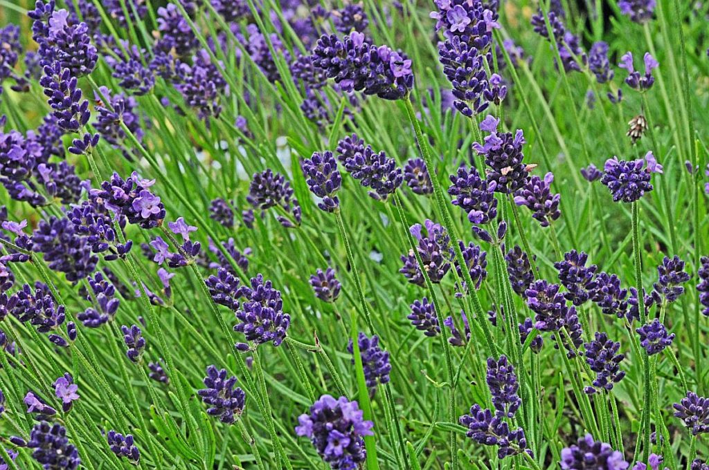 51+ Lavendel Ähnliche Pflanzen, Wir stellen ihnen die schönsten
