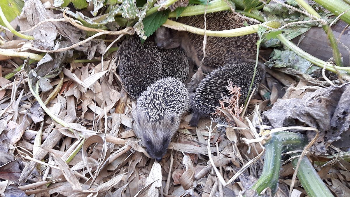 IgelQuartiere für Ihren Garten Helfen auch Sie den kleinen