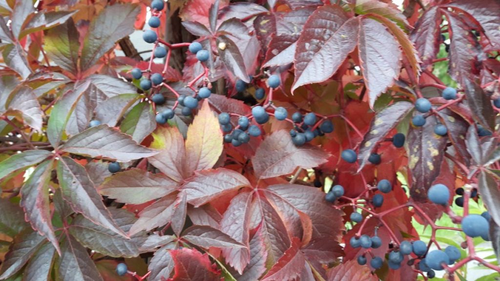 Wilder Wein (Parthenocissus quinquefolia) Eine farbenfrohe Kletterpflanze