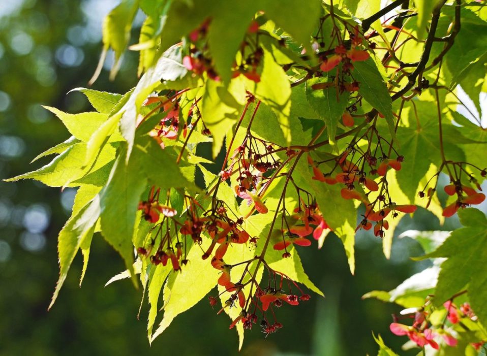 FächerAhorn (Acer palmatum) Die Pflanze der Woche von First Klaas