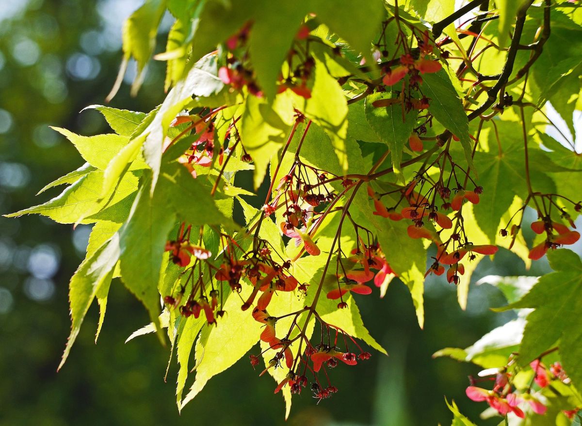 FächerAhorn (Acer palmatum) Die Pflanze der Woche von First Klaas