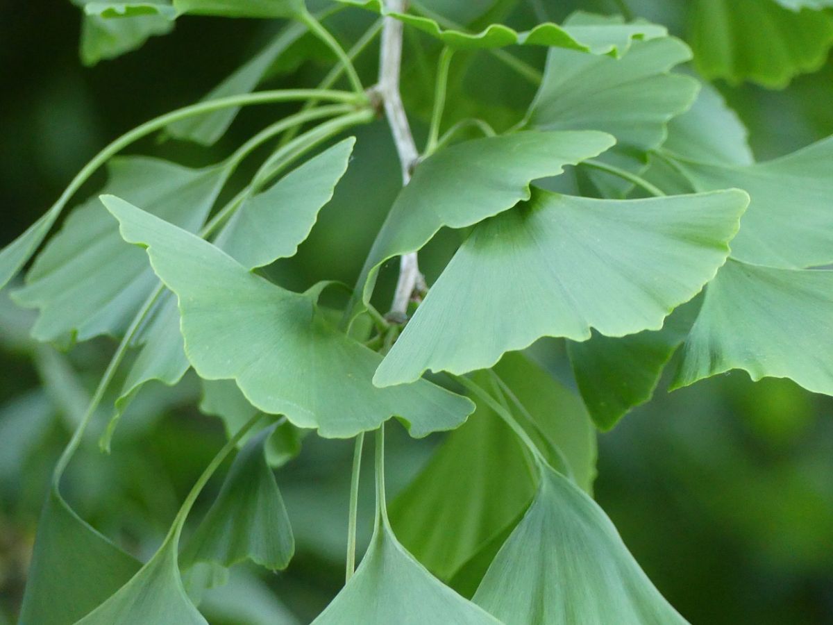 Ginkgo, Fächerblattbaum (Ginkgo biloba) Pflanze der Woche von First